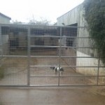 6' high dog gate