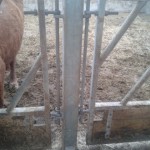 Cattle feed barrior post