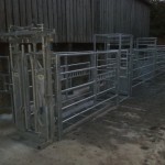 Cattle handling system with weighing scales.