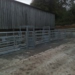 Cattle handling system with weighing scales