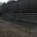 Cattle handling system