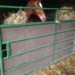 Horse ply lined door