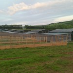 Pheasant house, shelter pen and run