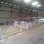 Sheep lambing pens with feed barrier fronts and walkthroughs