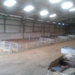 Sheep lambing pens with feed barrier fronts and walkthroughs.