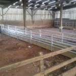 Sheep walk through feeders  .