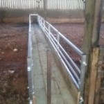 Sheep walk through feeders .